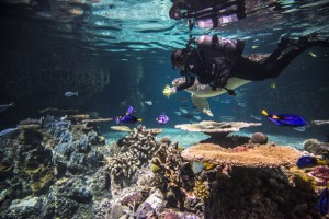 Aquarium Curator Career