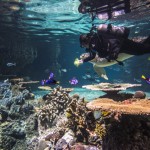 Aquarium Curator Career